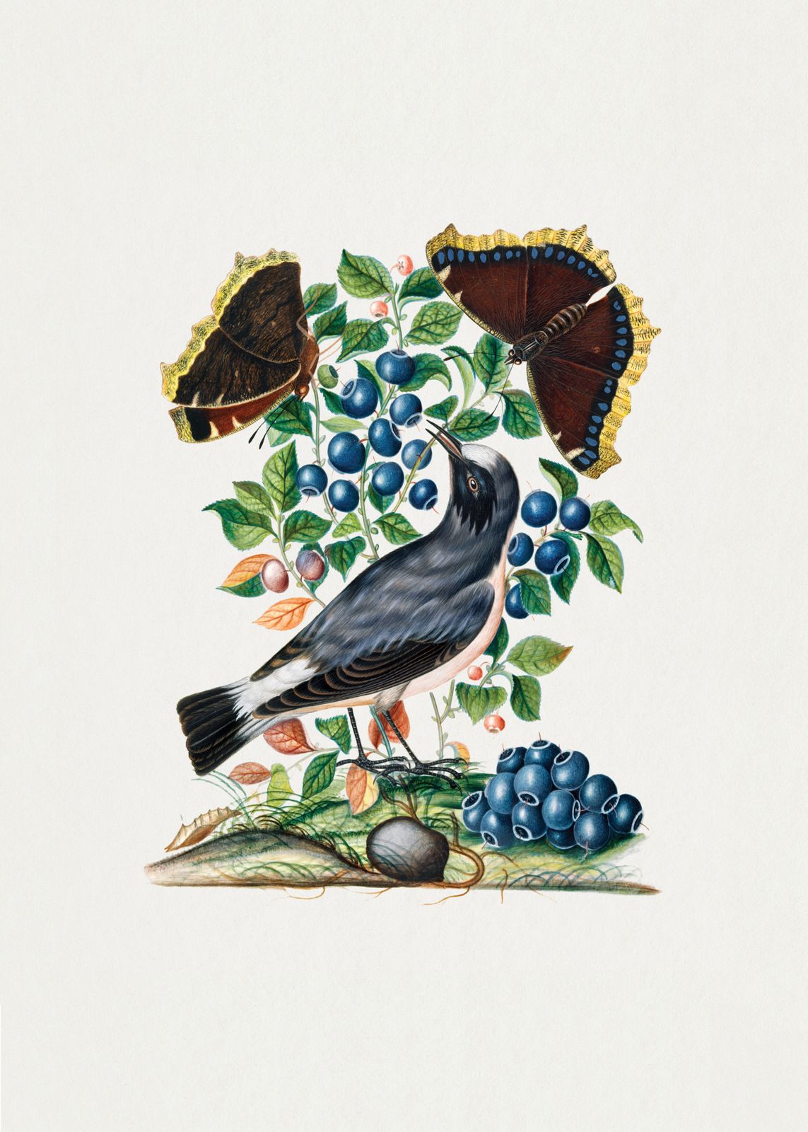 Poster - Vogel en Bessen Illustratie