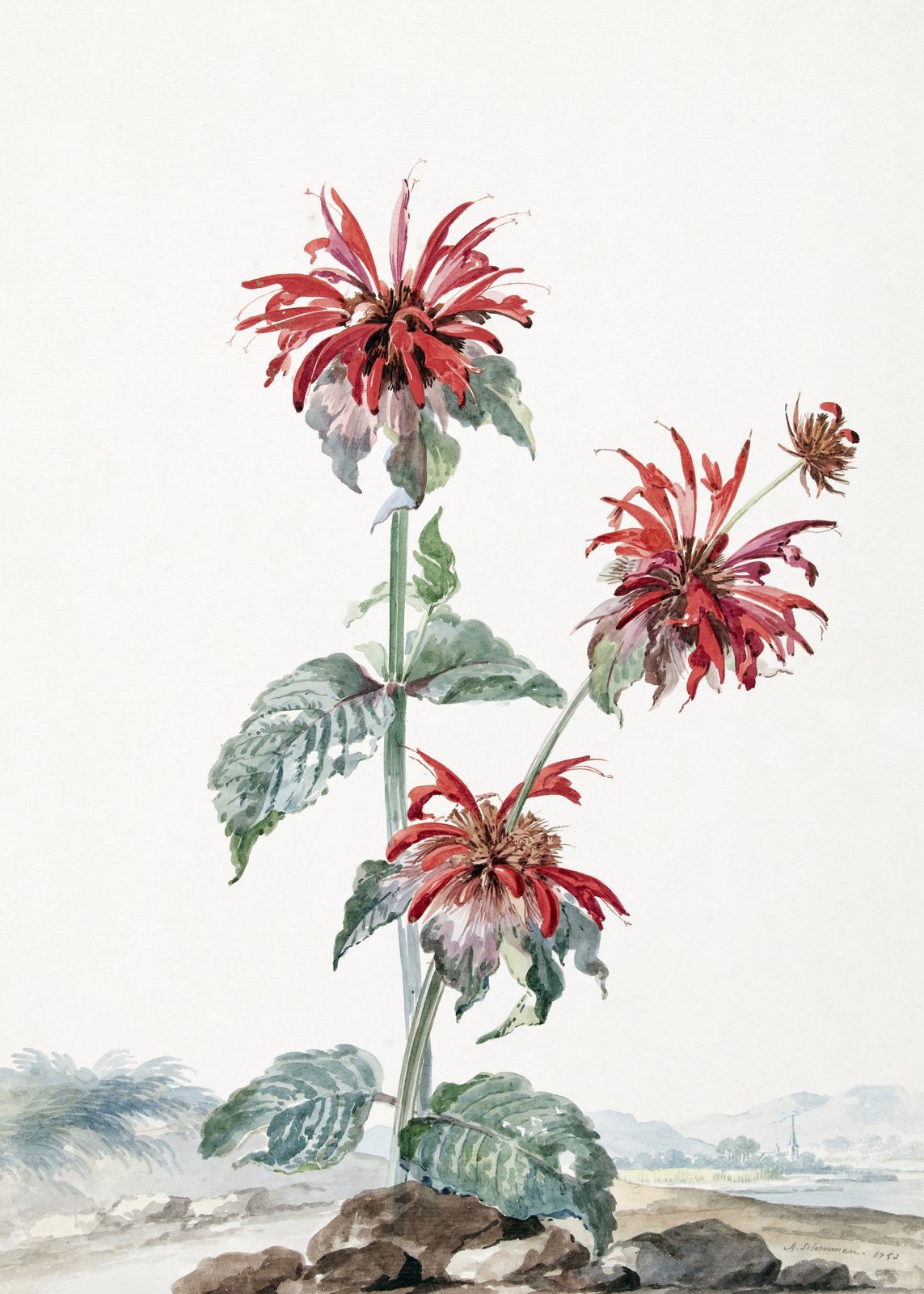 Poster - Rode Bloem Kunstwerk